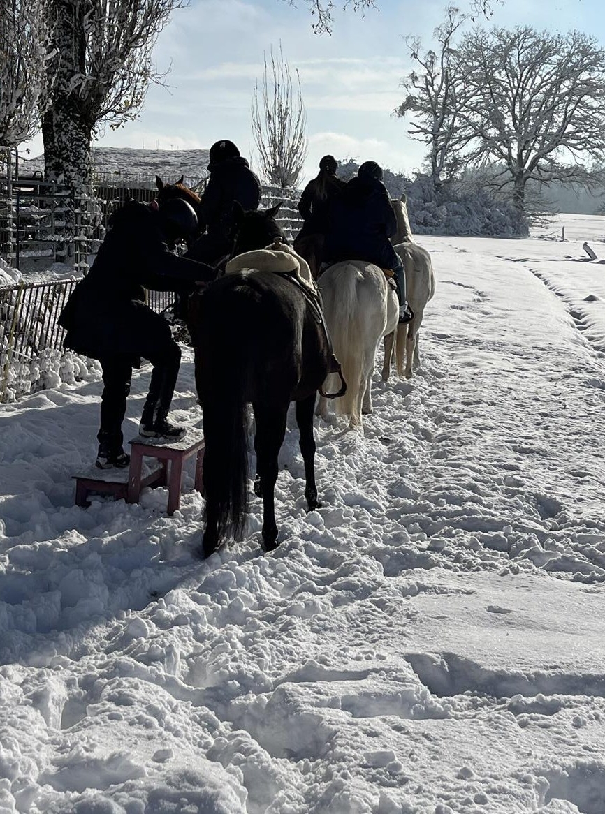 Reitbeteiligung auf Pferdehof im Thurgau