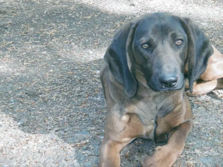 BGS Rüde mit FCI Papieren abzugeben
