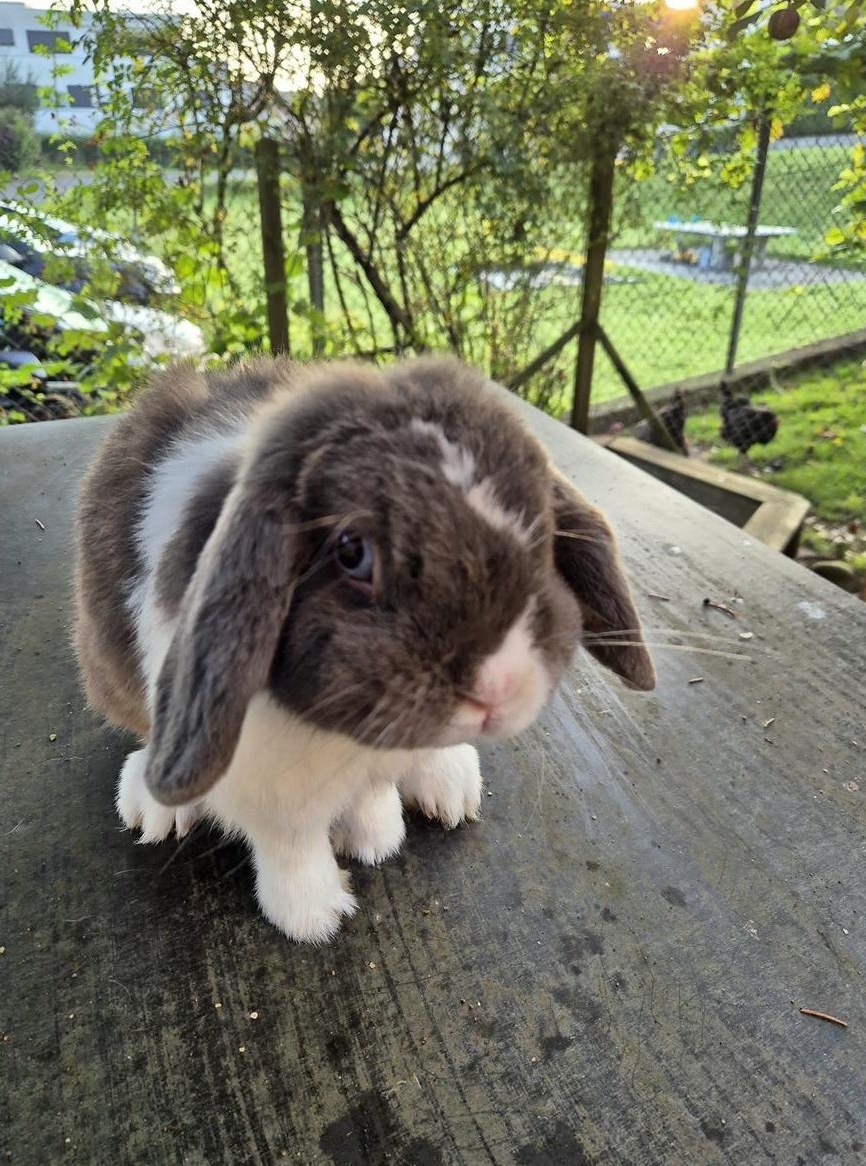 Minilop Zuchtrammler, 2-jährig, blau-weiss
