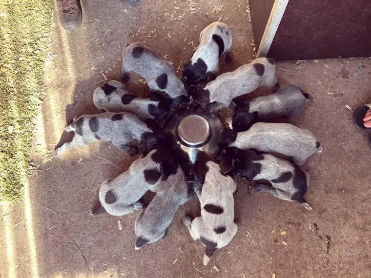 Deutsch Drahthaar Welpen