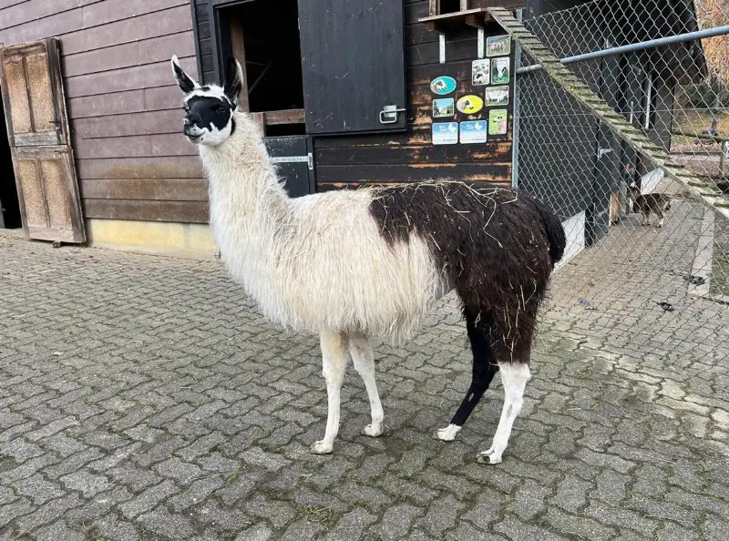 Lama Hengst Santiago zu verkaufen