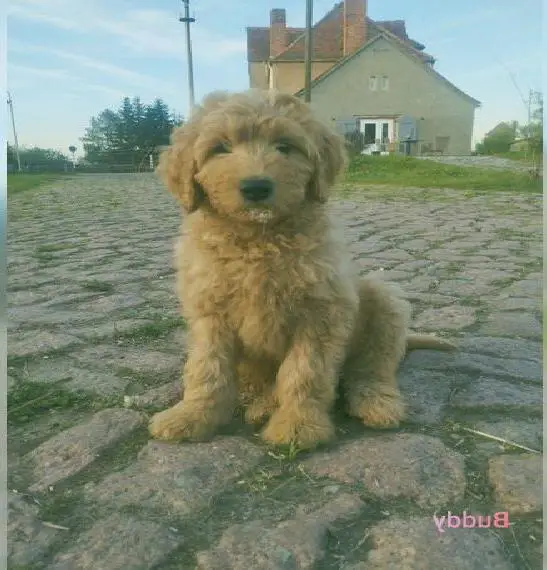 Labradoodle Welpen dürfen ausziehen.