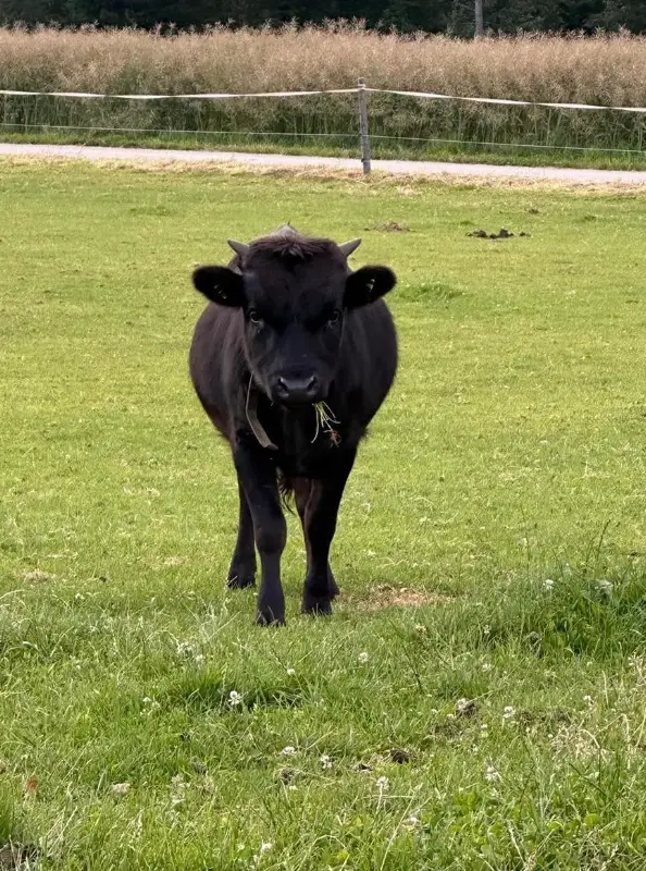 Dahomey Zuchtstier mit Top Abstammung