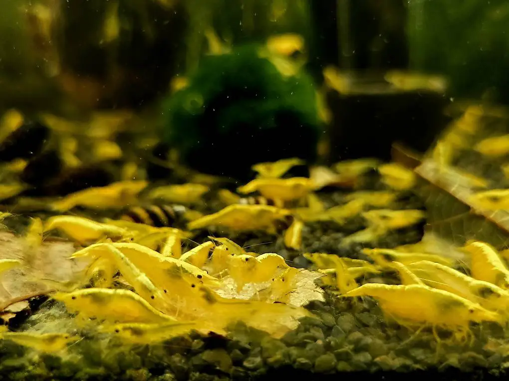 Crevettes Yellow Fire Neon / Envoi possible