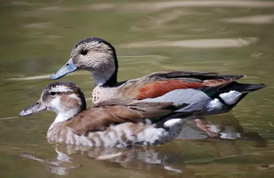 Mandarinenten und andere Enten / Gänse aus eigener Nachzucht