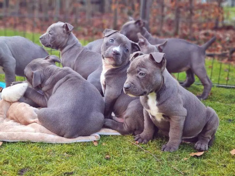 American Staffordshire Terrier Welpen in Blueline suchen 5 Sterne Zuhause