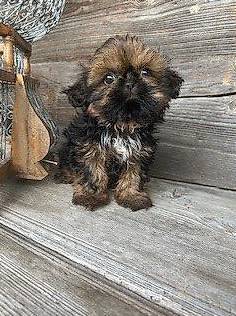 Zu verkaufen Shih Tzu