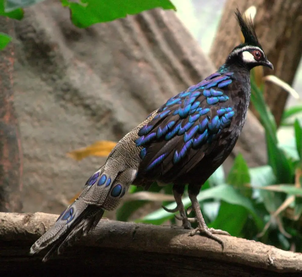 1.1 Palawan-Pfaufasan zu verkaufen