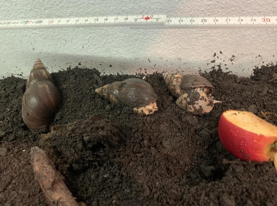 3 Achatschnecken, Achatina fulica mit Terrarium
