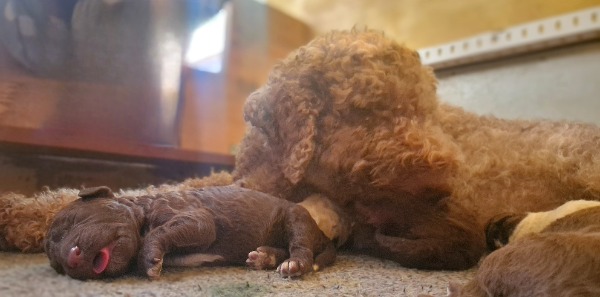 Lagotto chiots