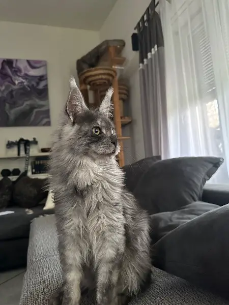 Reinrassiger Maine Coon Dekkater