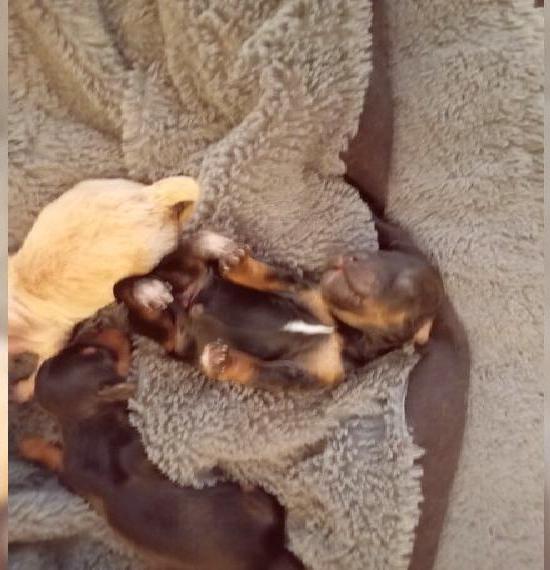 Havapoowelpen sind geboren