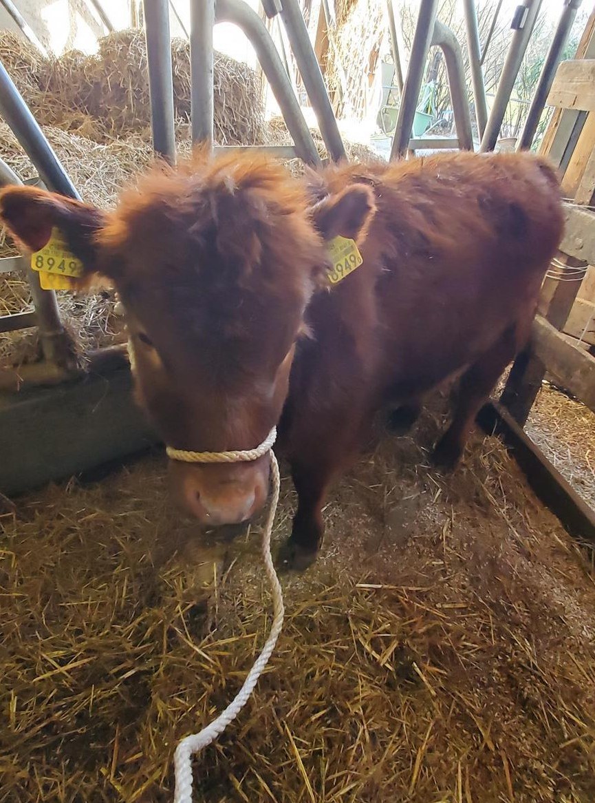 Dexter Rind Eva, genetisch hornlos