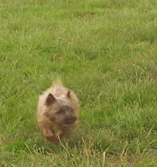 Cairn Terrier vom Klörkeshof