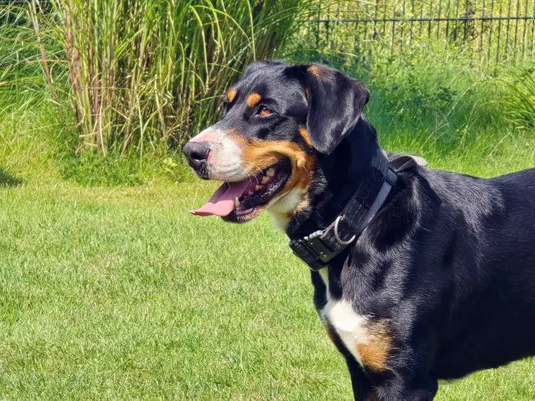 Grosser Schweizer Sennenhund Hündin