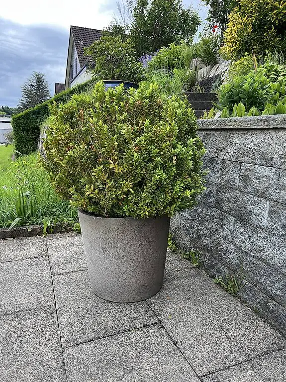 Buchs Pflanze mit Topf