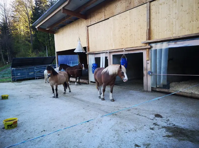 Suchen Mithilfe auf kleinem Pferdebetrieb im Appenzellerland