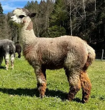 Graue Alpaka Stute, tragend zu verkaufen