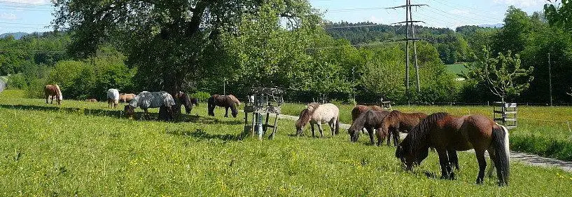 Fachperson Landwirtschaft, 80% - Bäuer*in, Landwirt*in, Pferdefachperson