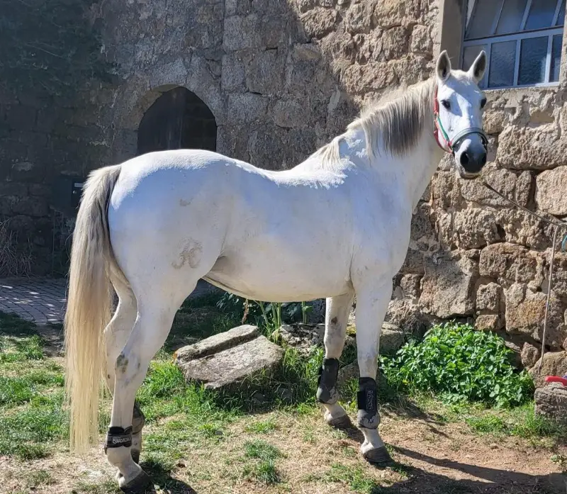 Liebe Lusitano Stute, 18-jährig