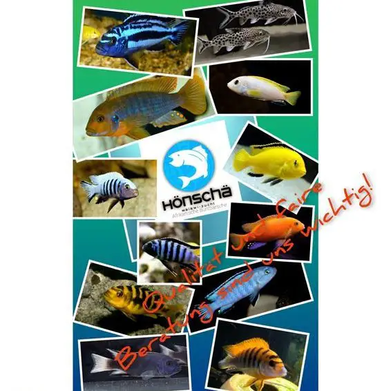 Malawi Buntbarsche (Mbunas) aus seriöser Hobbyzucht