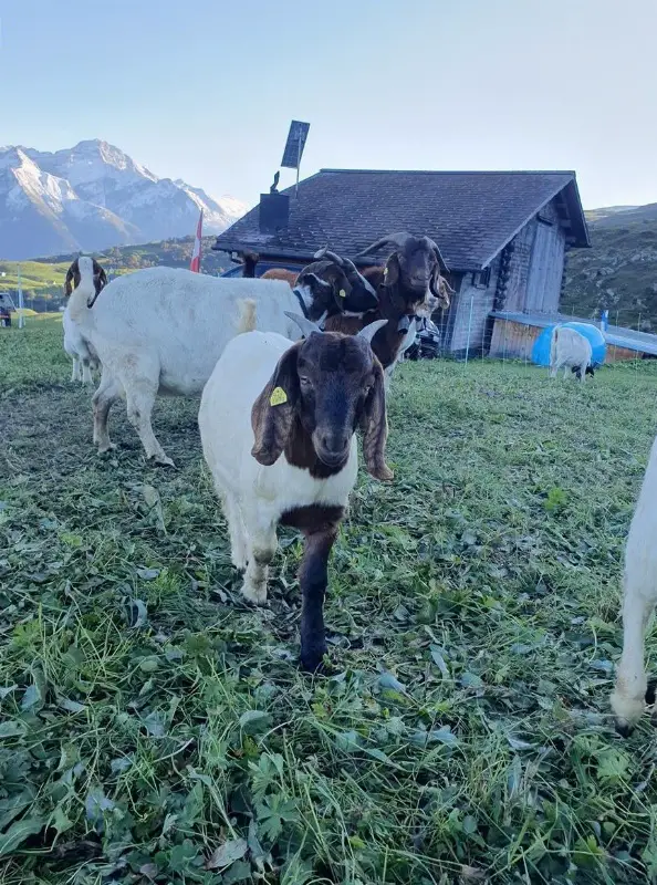 Burenziegen Gitzi m/w zu verkaufen