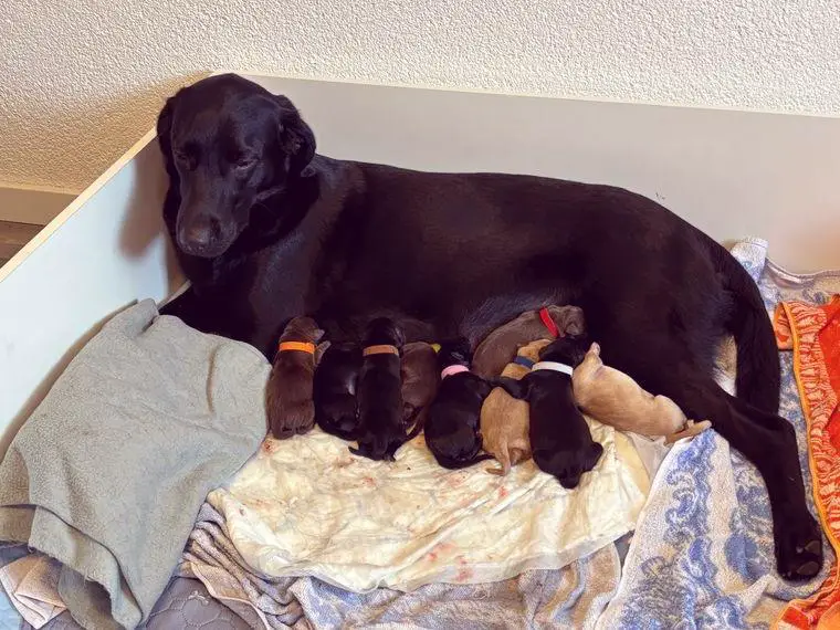 Welpen Labrador / Labrador Retriever