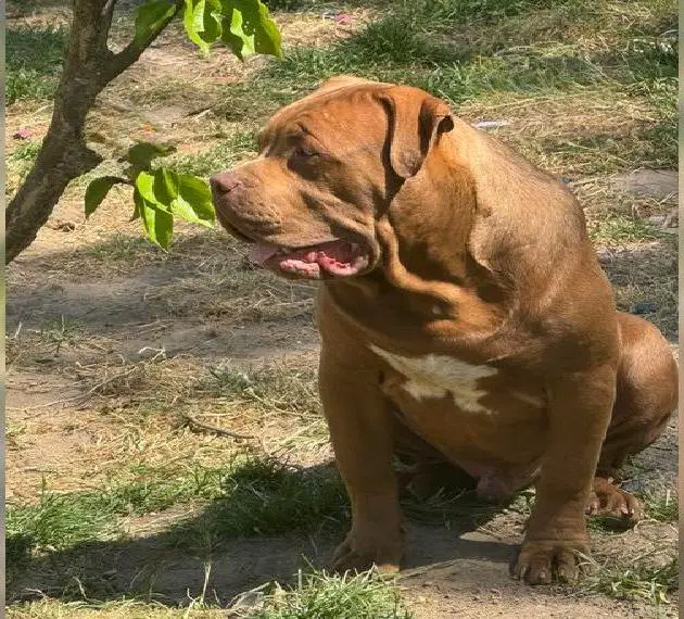 American Bully XL XXL Welpen mit ABKC Papiere