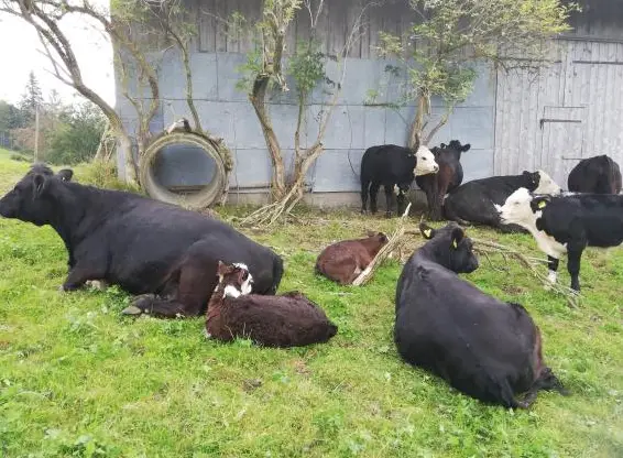 Kleine Bio Mutterkühe Dexter x Galloway mit Kälbern