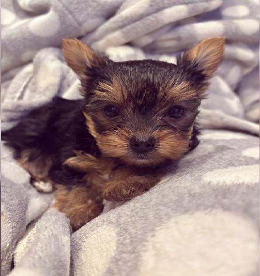 Yorkshire Terrier Welpen