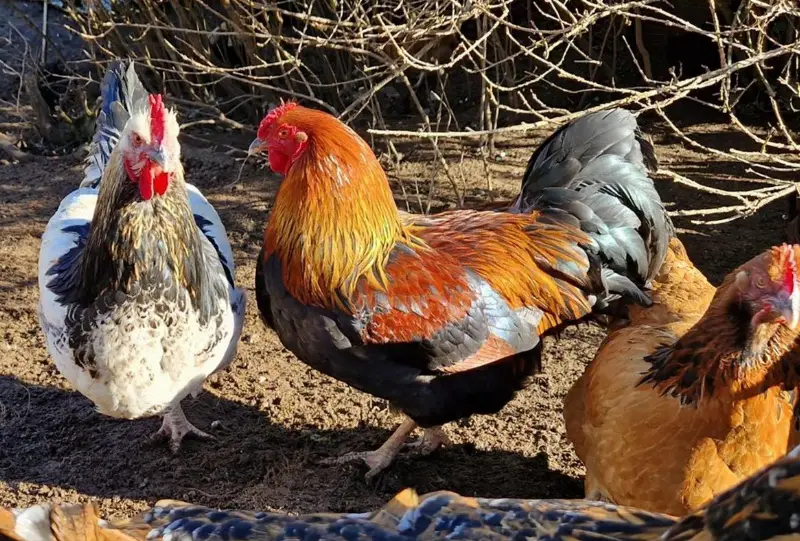 Bilderbuch-Güggu Mutter Marans, Vater Sussex/Wyandotte