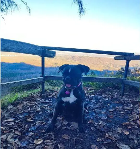 Boxer Hündin sucht neues Zuhause