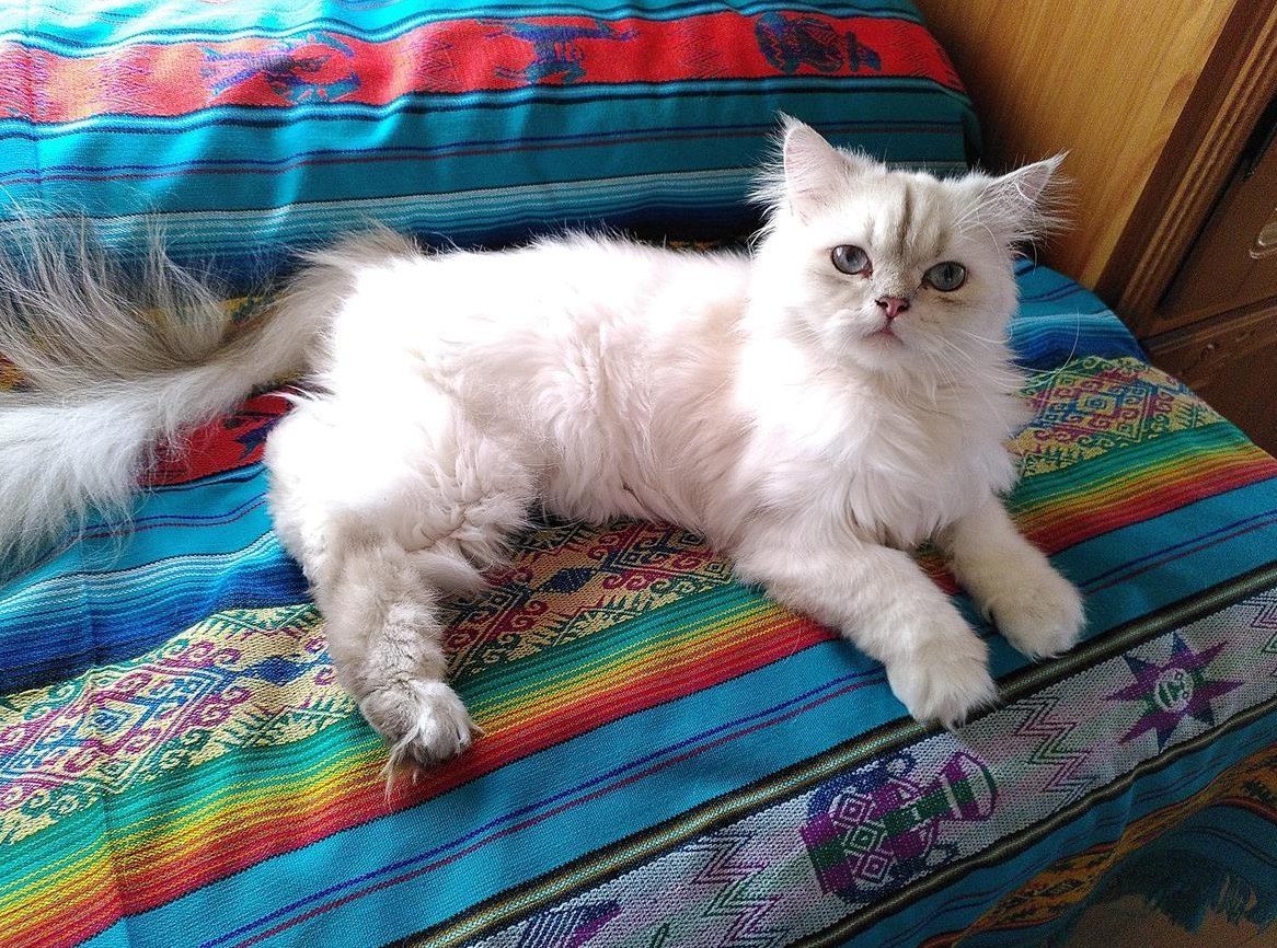 Perser Kater kastriert sucht dich