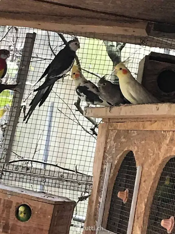 Wunderschöne Nymphensittiche aus eigener Zucht