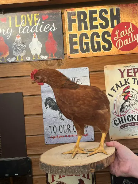 Hähne, Hahn, Küken 7 Wochen alt