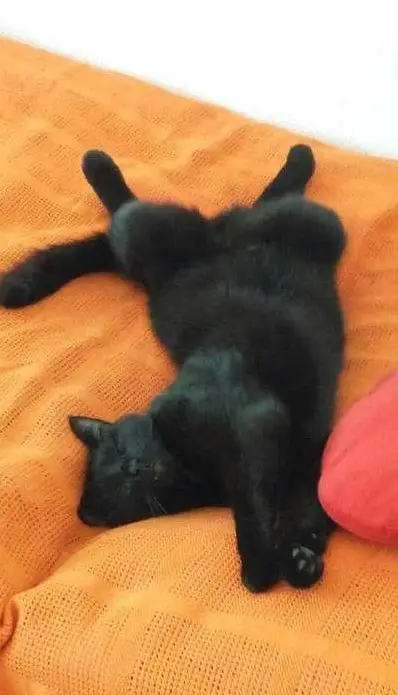 Mobile Kleintier- & Katzen Betreuung im Raum Frauenfeld