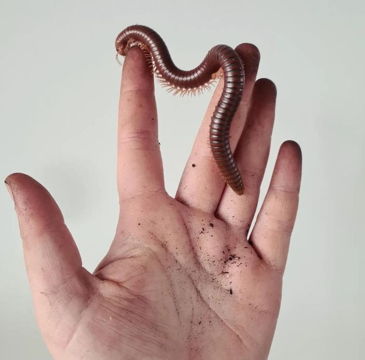 3er Gruppe Spirostreptus spec.1 Tanzania