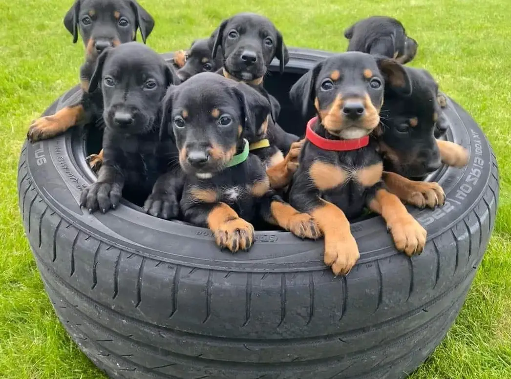 Vizsla x Dobermann Welpen - Wurfplanung