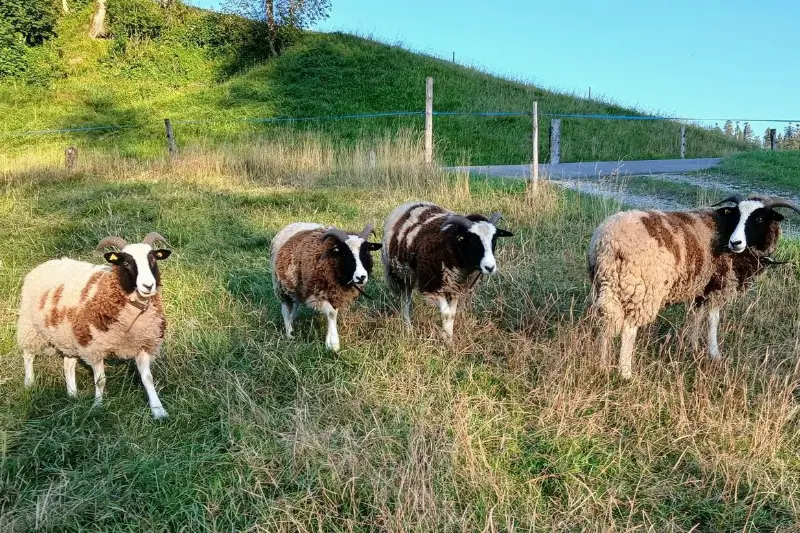 Jakobschafe Lämmer und Jungauen zu verkaufen