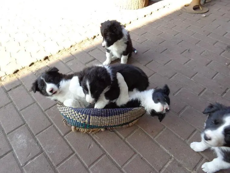 Lilli`s Sonntagskinder