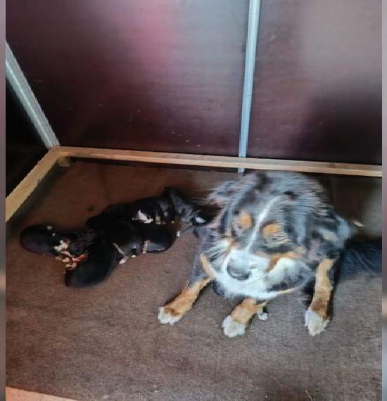 Zuckersüsse Bernersennenwelpen