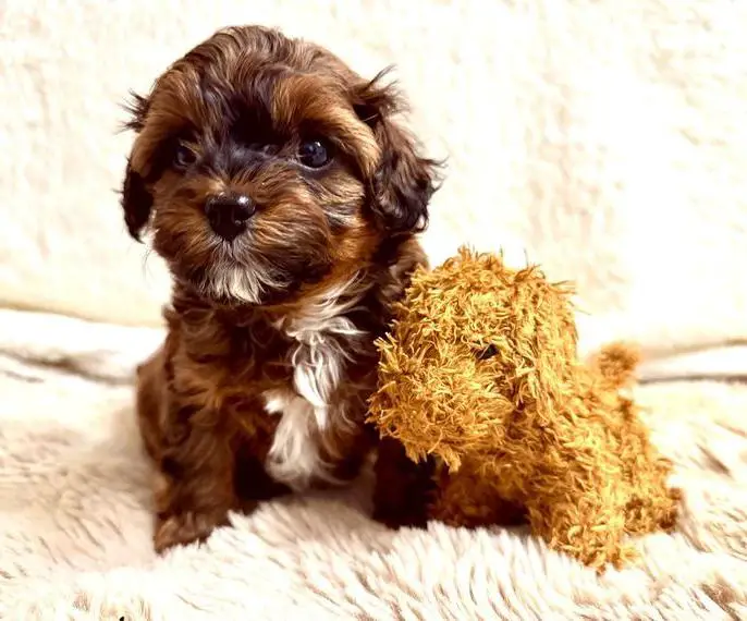 Seltene Mini-Havapoo-Welpen Havaneser-Toy-Pudel-Mischlinge