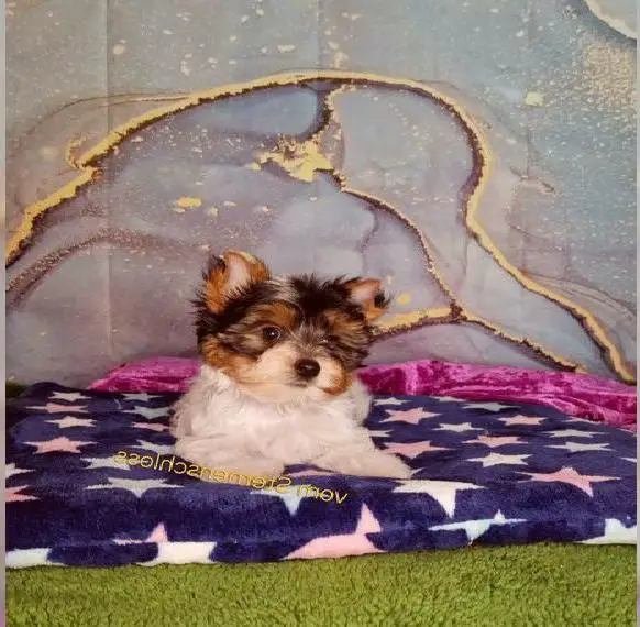 Biewer Yorkshire Terrier Rüden