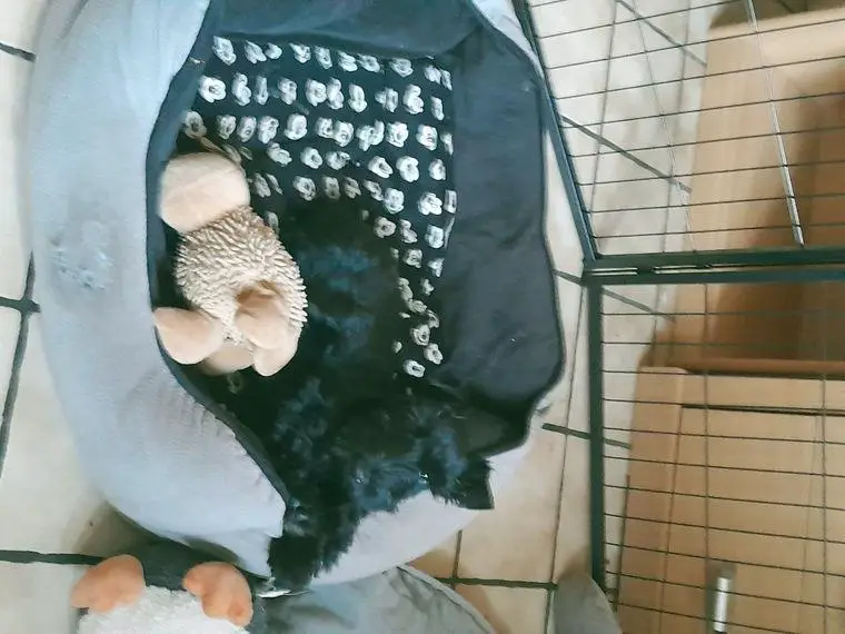 Scottish Terrier Welpen zu verkaufen