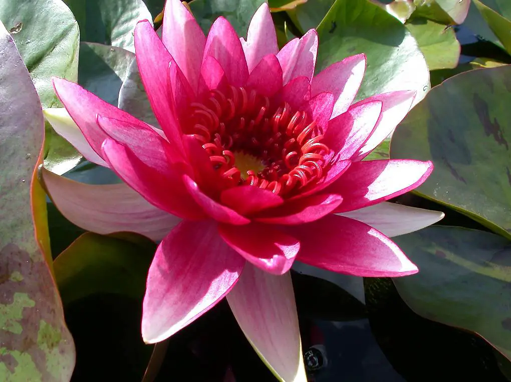 Seerose Teichpflanze Nymphaea "Marliacea Flammea"