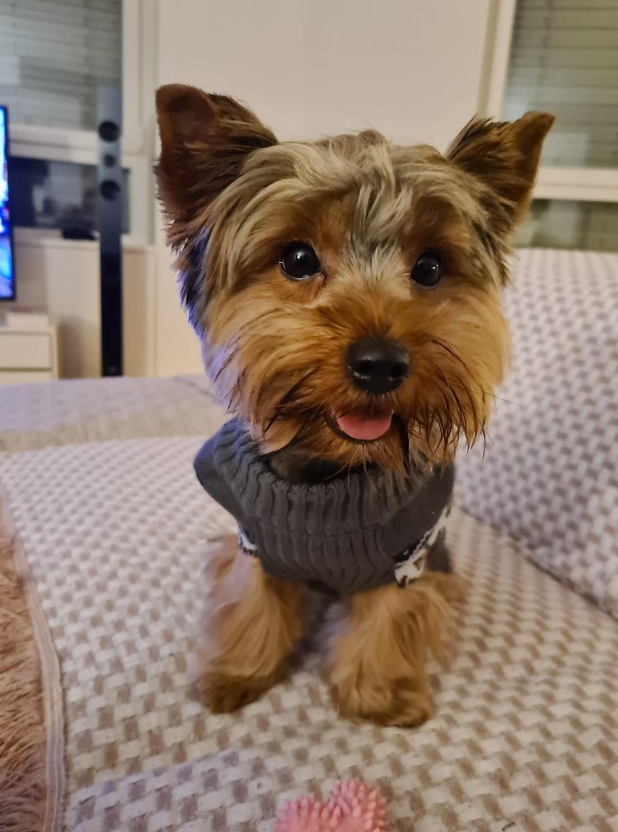 Yorkshire Terrier Hündin sucht ein liebevolles Zuhause