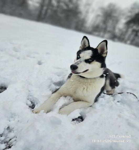 Siberian Husky Hündin 8 monate