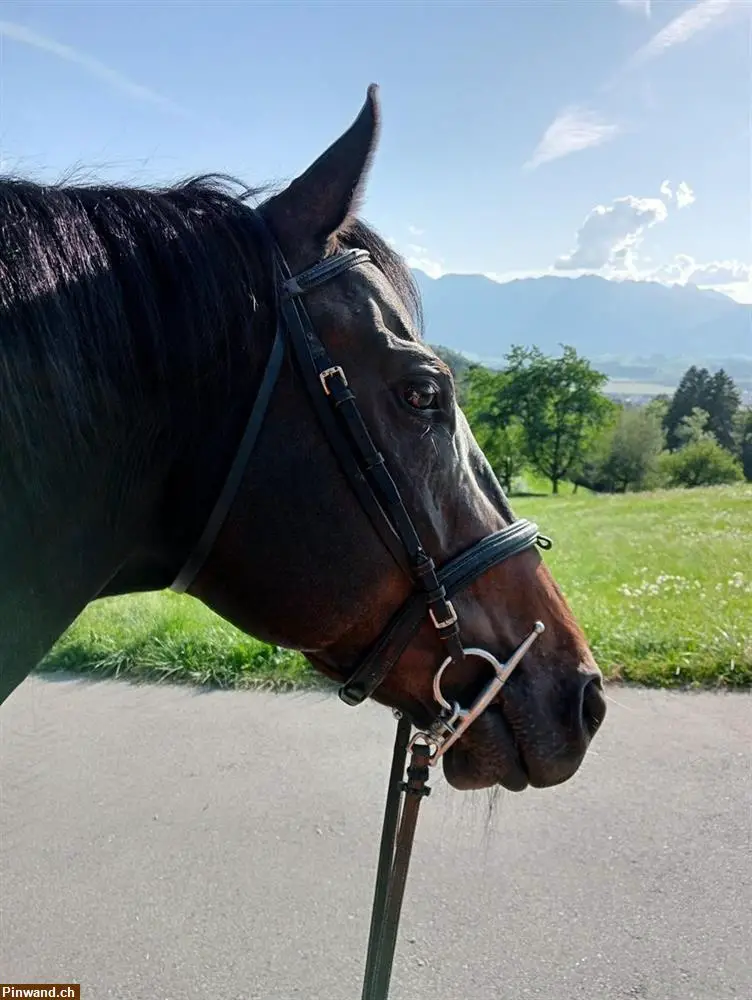 Suche nach einer Reitbeteiligung für meine 12 jährige Freibergerstute