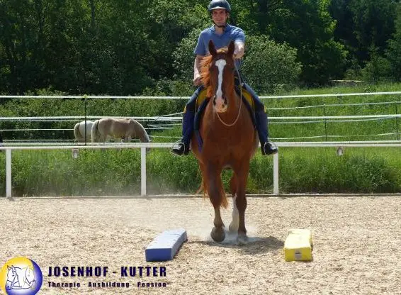 Intensivtage, Intensivtraining, Reitunterricht, Arbeit an der Hand, Sitzschulung
