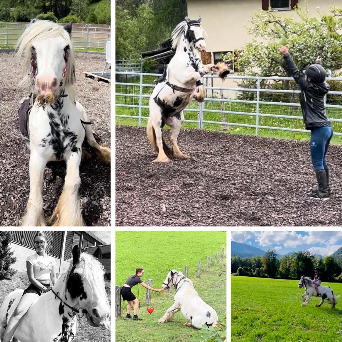 Suche Pony/Kleinpferd ans Futter